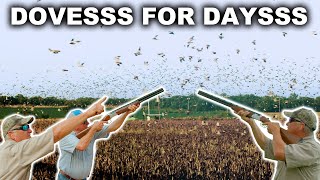 INSANE AMOUNT OF DOVES  South Texas Dove Hunt [upl. by Matta143]