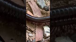 Millipede animal millipede millipedes millipedesvscentipedes [upl. by Eahsat152]