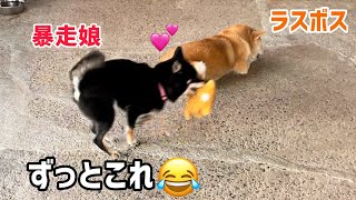 弾ける小粒黒柴と天然ラスボス柴犬の自由な温度差がおもしろい [upl. by Bride]