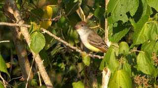 Ashthroated Flycatcher and its Song [upl. by Lynette]