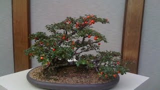 How to Care Cotoneaster Bonsai [upl. by Redienhcs]