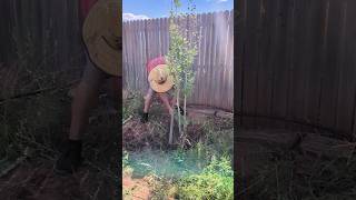 Planting Our Catalpa Tree At Our New House [upl. by Jocelyn964]