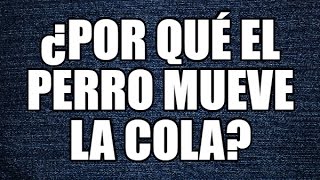 5 Acertijos con Respuesta en Español ¿Por qué el perro mueve la cola [upl. by Ahtan]