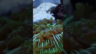 Coral Growth Hack  Spot Feed Everyday [upl. by Wenona]