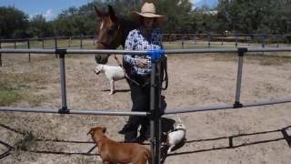 How to Secure Your Corral Step In Posts [upl. by Bashee734]