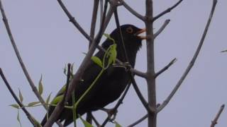 Blackbird Seed Regurgitation Behaviour [upl. by Macnair]