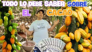 TODO LO QUE DEBE SABER SOBRE EL CACAO DESDE SU INICIO O SIEMBRA [upl. by Casey]