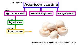 Agaricales Part 1 Agaricaceae [upl. by Hnilym]