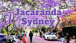 THE MOST BEAUTIFUL Jacaranda Tree in Australia EXPOSED🌿🪻🪻🪻 [upl. by Aikat]