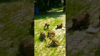 monkey funny videos chiks shorts chhotudada mrindianhacker viral monkeys funny monkey [upl. by Daffy]