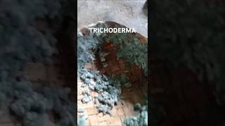 Trichoderma [upl. by Tonkin]