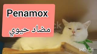 علاج برد و زكام القطط في البيت من الصيدلية البشري، أعراض البرد في القطط 🐱🐈 Cat Flu cats قطط [upl. by Nosrettap655]