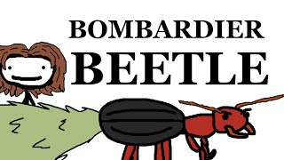 The Bombardier Beetle [upl. by Der]