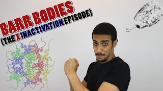 Barr bodies formation X inactivation  شرح بالعربي [upl. by Desdee]