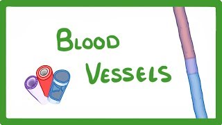 GCSE Biology  Blood Vessels 24 [upl. by Guilbert584]