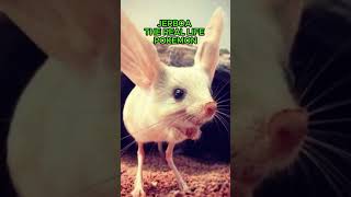 Jerboa  The Real Life Pokemon [upl. by Dotty]