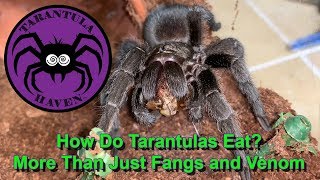 How Do Tarantulas Eat More than just fangs and venom [upl. by Prima64]