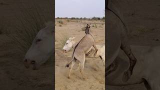 gadha animals pets youtube plzsubscribe [upl. by Namhar680]