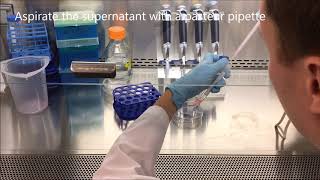 BIOE306 Cell Passaging Demonstration [upl. by Uzzia]