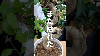 【観葉植物】冬に枯れる1番の原因はコレ！植物 植物のある暮らし 植物好きな人と繋がりたい 植物大好き [upl. by Enitsahc]