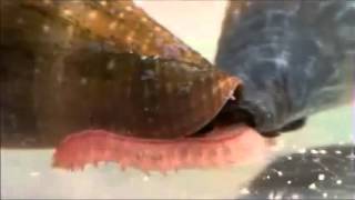 Biodiversity of Cone Snails and Other Venomous Marine Gastropods Supplemental Video 4 [upl. by Nnalyrehs958]