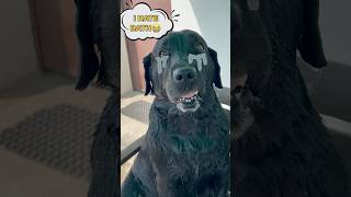 My Dog Hates Bath trending lucky doglover [upl. by Cates]