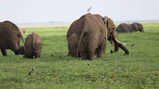 Amboseli Elephants Grazing [upl. by Abbey]