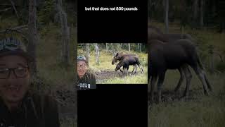 Moose kills man trying to take pictures of her calves [upl. by Struve]