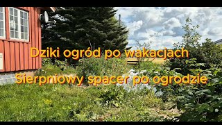 Dziki ogród po wakacjach  Sierpniowy spacer po ogrodzie [upl. by Christy344]