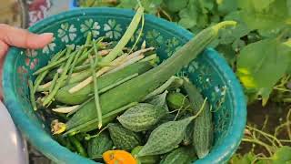 Desi Ramace ki bumper harvesting sath mai mirchi or bhi hai dekhiyga🌶🌶 [upl. by Hgieleak660]