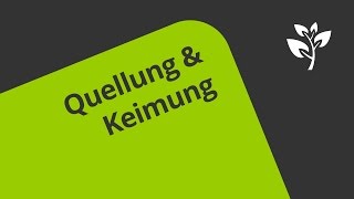 Quellung und Keimung Welche Vorgänge führen dazu  Biologie  Botanik [upl. by Ardnassak]