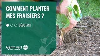 TUTO Comment planter mes fraisiers  Jardinerie Gamm vert [upl. by Celinda]