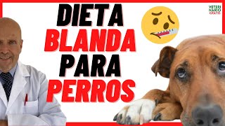 🟣 DIETA BLANDA PARA PERROS con DIARREA o GASTRITIS 🟣 Que darle de comer a un Perro con Diarrea [upl. by Mattland]