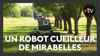 Innovation  un robot cueilleur de mirabelles [upl. by Lednem]