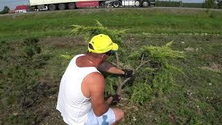 Cięcie artystyczne Jałowca w ogrodowe bonsai Jałowiec bonsai Pruning Japanese Niwaki topiary [upl. by Elleb920]