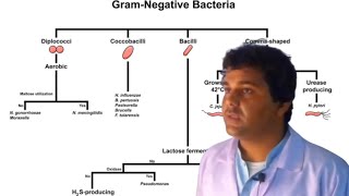 Gram Negative bacterial Classification Urduhindi [upl. by Bellda]