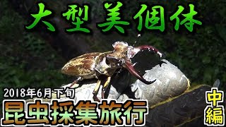 【カブトムシ・クワガタ】 昆虫採集旅行 2018年6月下旬 中編 「いいもの見れました」 [upl. by Azer]