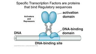 Regulatory Sequences and Activators [upl. by Egide]