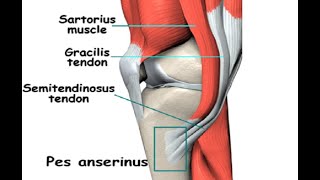 Two Minutes of Anatomy Pes Anserine [upl. by Ettolrahs]