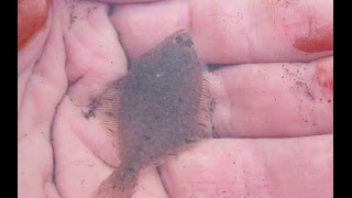 Starry flounder in Naknek River [upl. by Nagrom]