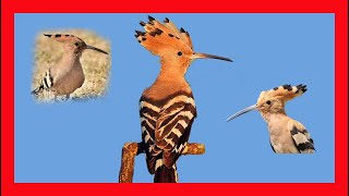 Eurasian Hoopoe Song Eurasian Hoopoe Call Eurasian Hoopoe Sound  Abubilla Canto  Upupa Epops [upl. by Licha893]