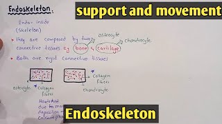 Endoskeleton  Bone  Cartilage  Class 12 Biology [upl. by Ahsea63]