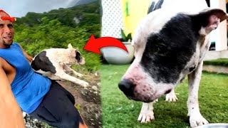 Man Rescues Lost Dog – How the Dog Later Changes His Life Will Astonish You [upl. by Otrebmal]