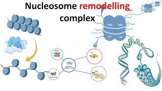 Nucleosome remodeling complex introduction [upl. by Inoy753]