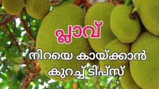 പ്ലാവ് നിറയെ കായ്ക്കാൻ ഇത്രയേ വേണ്ടൂ  Jackfruit Tree Malayalam [upl. by Parrisch273]