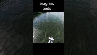 Exploring the Worlds Most Beautiful Seagrass Beds [upl. by Setsero]