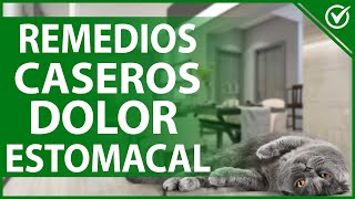 🐱 Remedios Caseros para Gatos con Dolor de Estómago ¡Sana a tu Amigo Fiel 🐱😿 [upl. by Spracklen79]