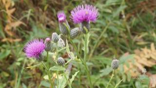 How to identify Canada thistle Cirsium arvense [upl. by Aioj]