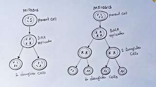 How To Draw Mitosis and meiosis [upl. by Notlef420]