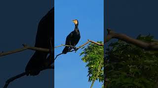 Great Cormorant sounds cormorant calling part2 [upl. by Tiloine]